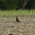 Brown Falcon<br />Canon EOS 7D + EF300 F2.8L III + EF1.4xII